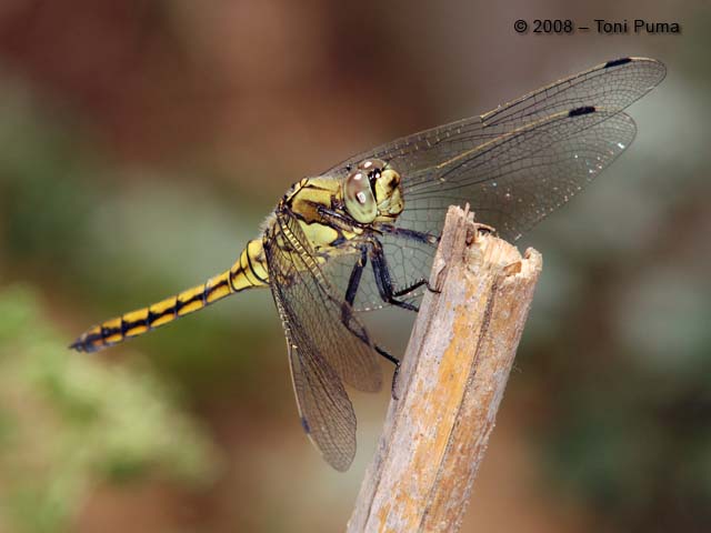 Libellula siciliana da identificare - Orthetrum cancellatum